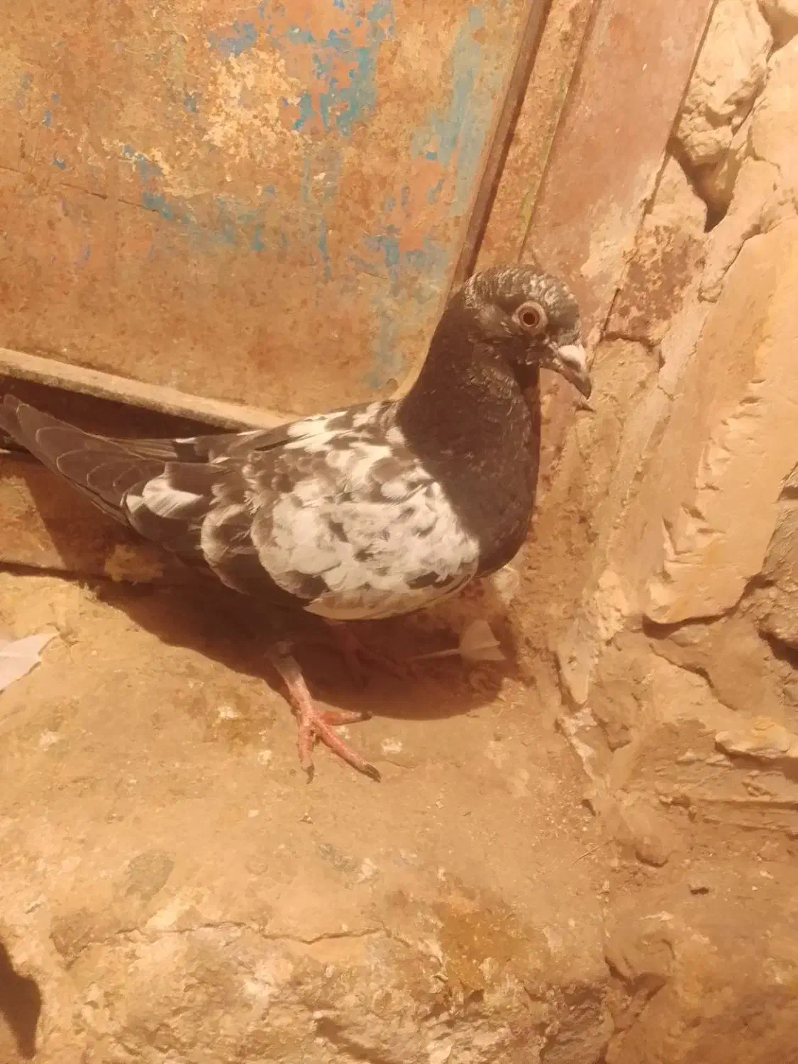 کبوتر|پرنده|سیدآباد, |دیوار