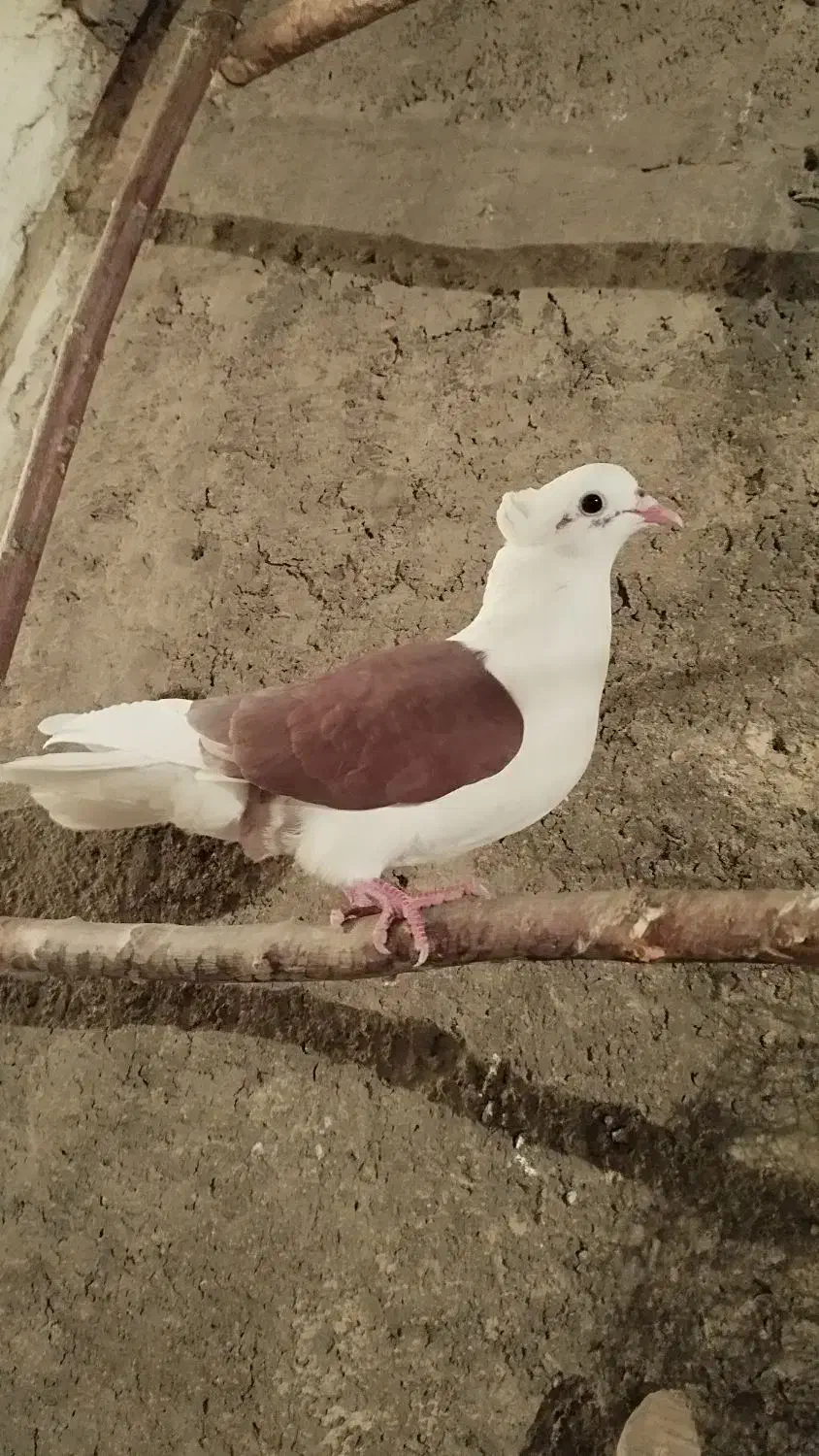 ماده دوکت|حیوانات|اصفهان, منتظرالمهدی|دیوار