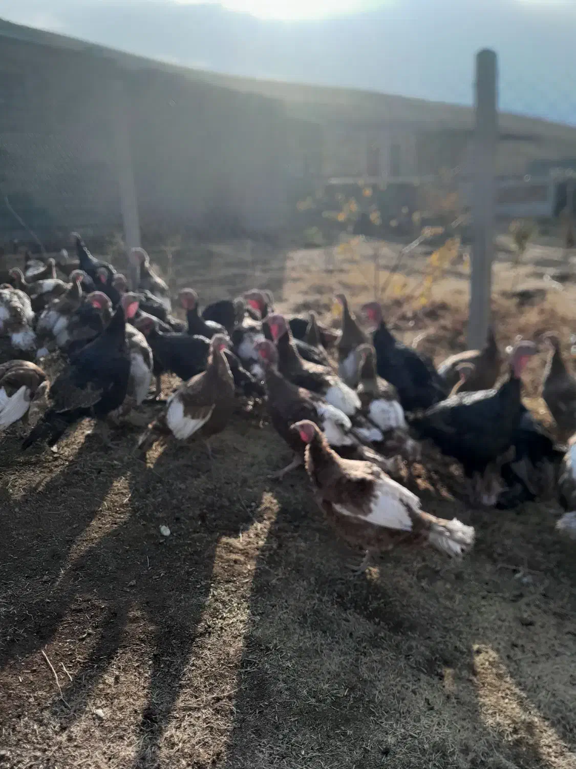 بوقلمون محلی و کاملا اورگانیک|حیوانات مزرعه|زیویه, |دیوار