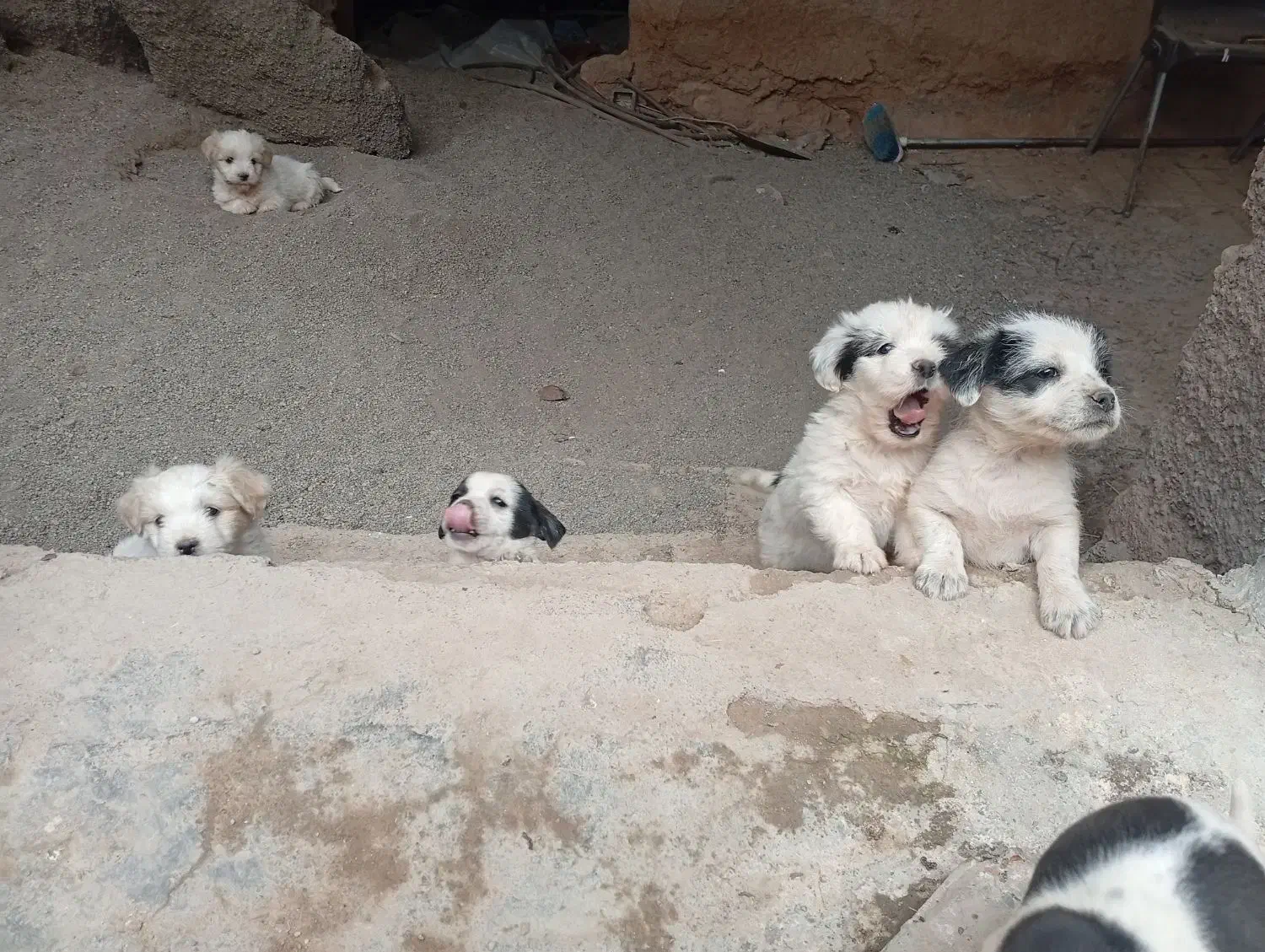 حیوان خانگی|سگ|نیشابور, حقیه|دیوار