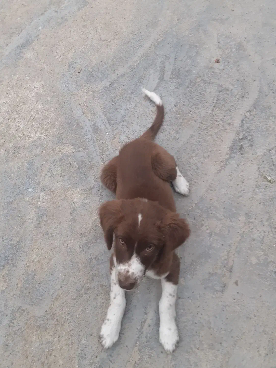 فروش توله دملان|سگ|گلی داغ, |دیوار