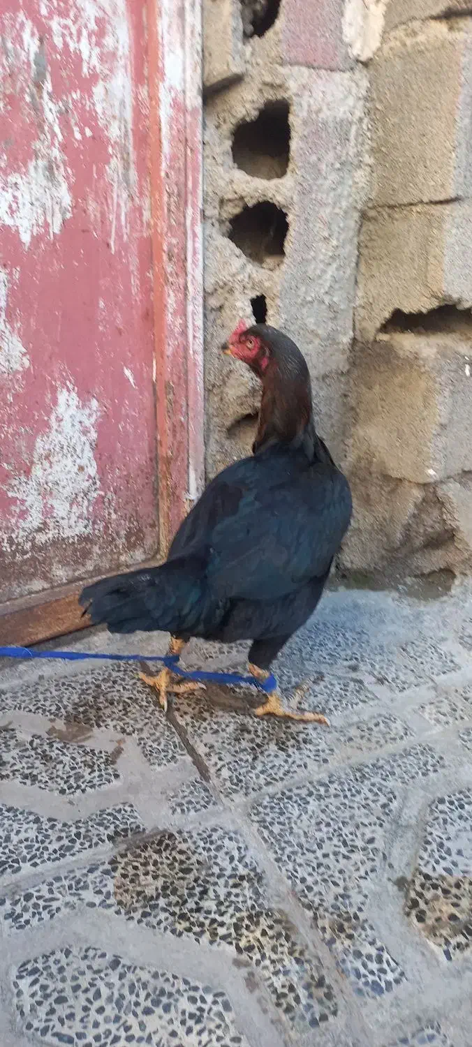 مرغ لاری|حیوانات مزرعه|خان ببین, |دیوار