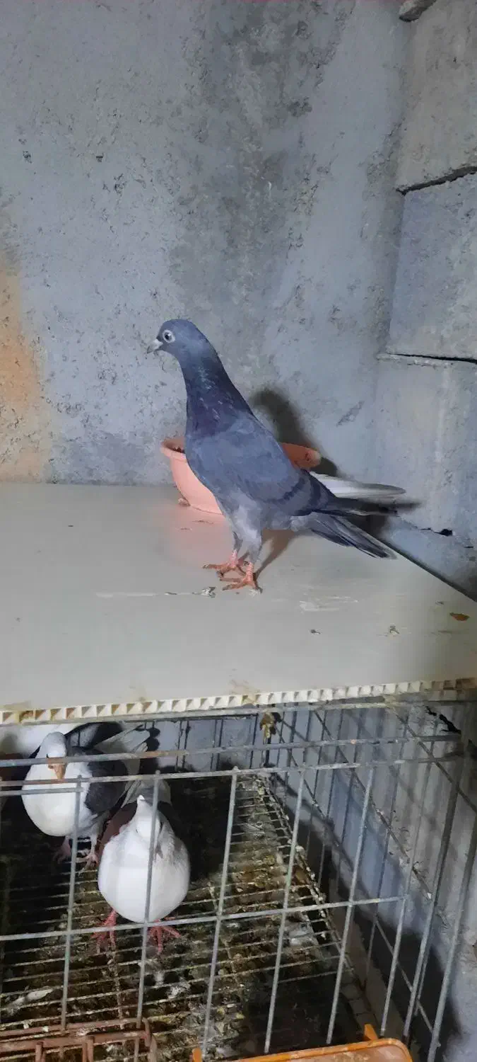 پاکستانی درجه یک|پرنده|میناب, |دیوار