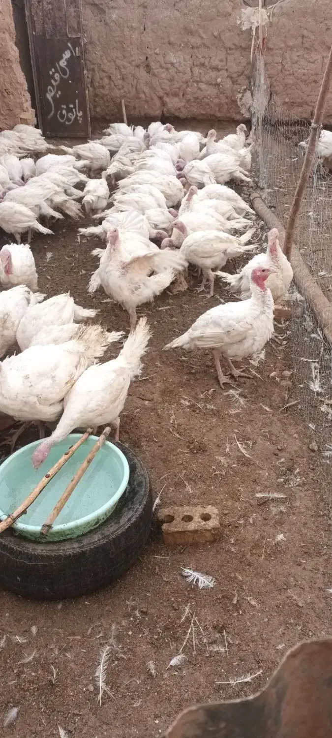 فروش بوقلمون ۵۰روزه|حیوانات مزرعه|بالا ولایت, |دیوار