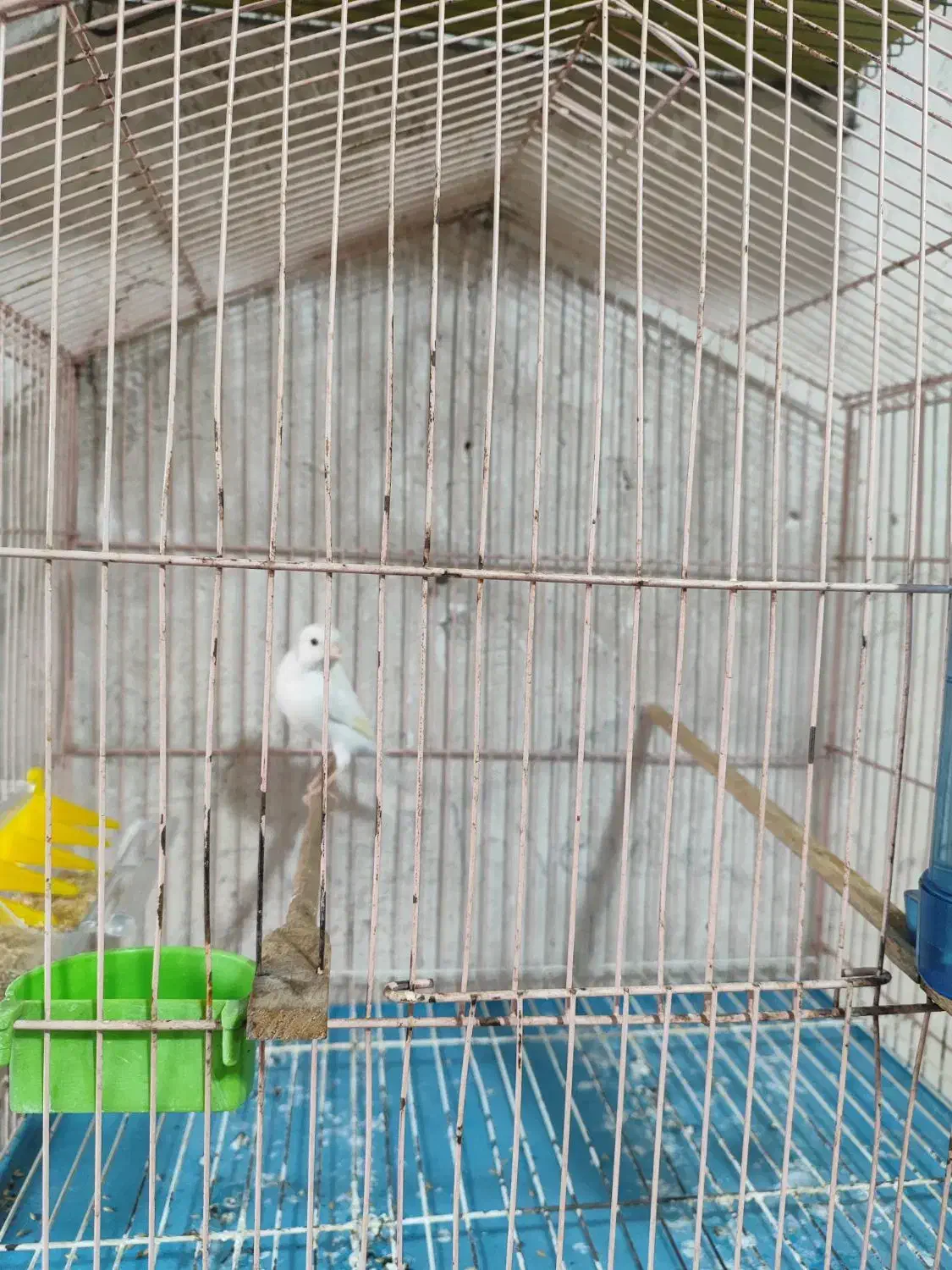 قناری سفید ریز خون|پرنده|خورموج, |دیوار