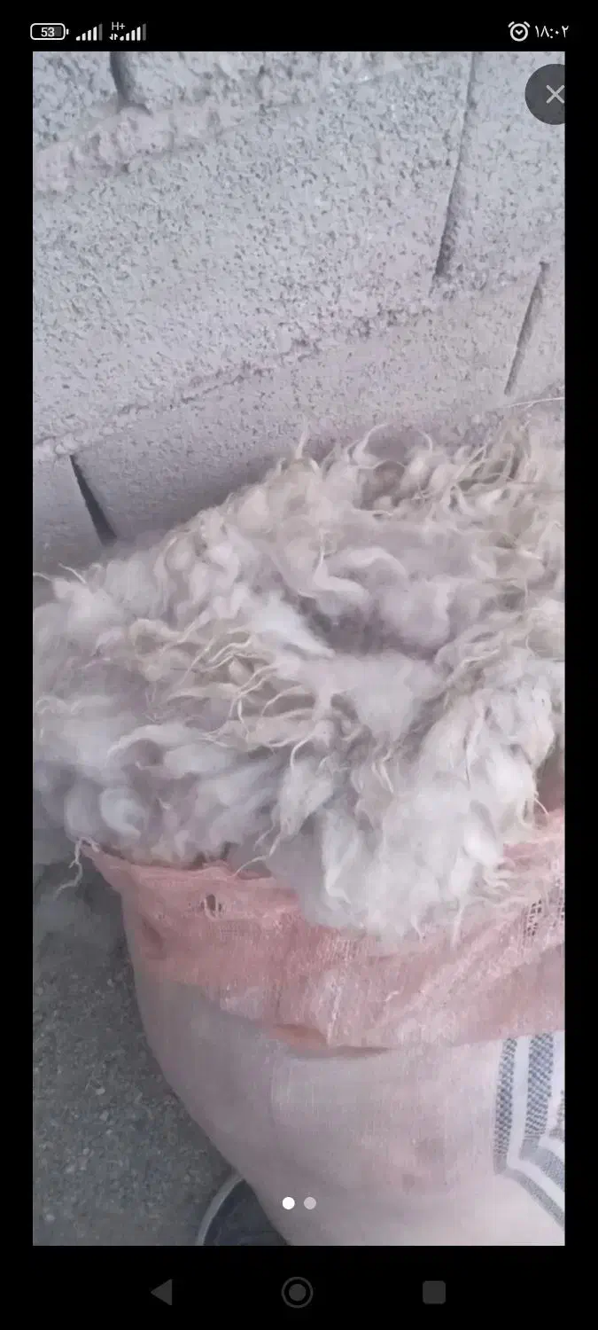 پشم گوسفند|حیوانات مزرعه|چالدران, |دیوار