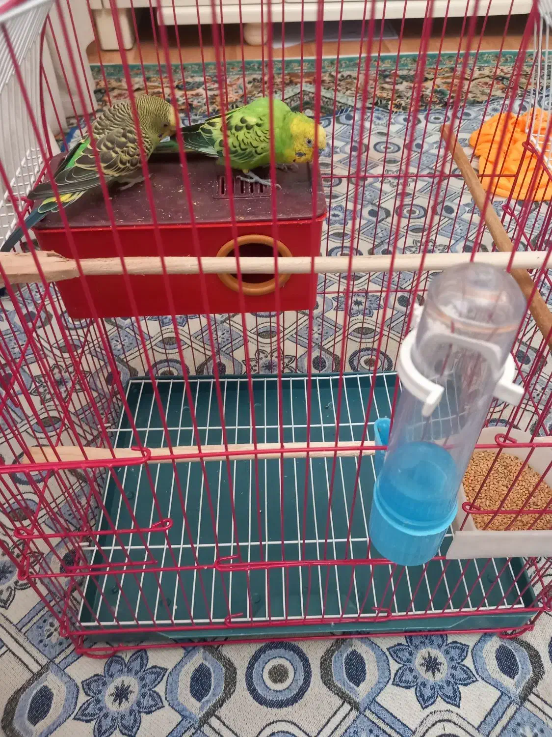 مرغ عشقی با قفس|پرنده|تبریز, |دیوار