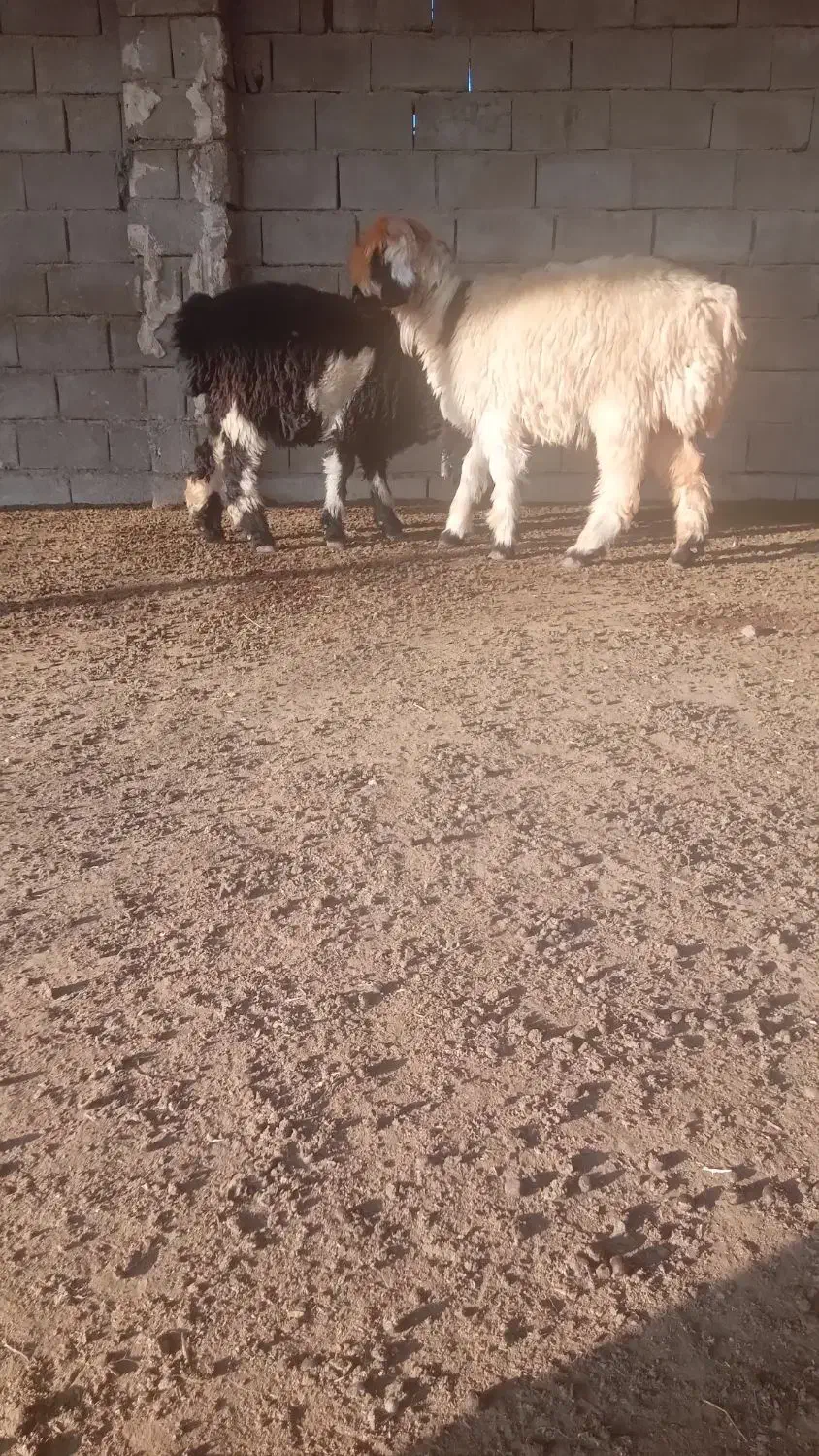 بره کوه|حیوانات مزرعه|گتوند, |دیوار