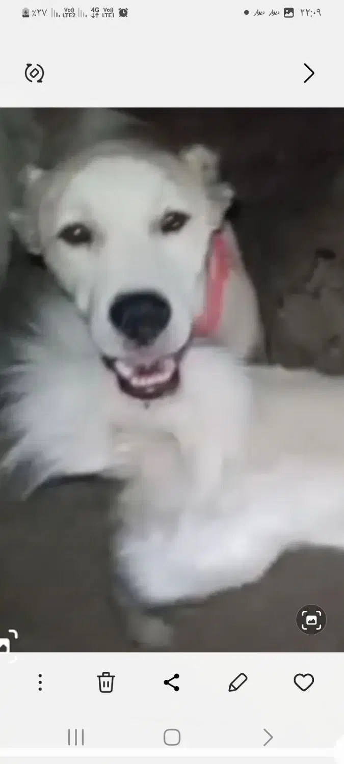 افغانی شکاری|سگ|شیراز, شهرک ویلایی بهاران|دیوار