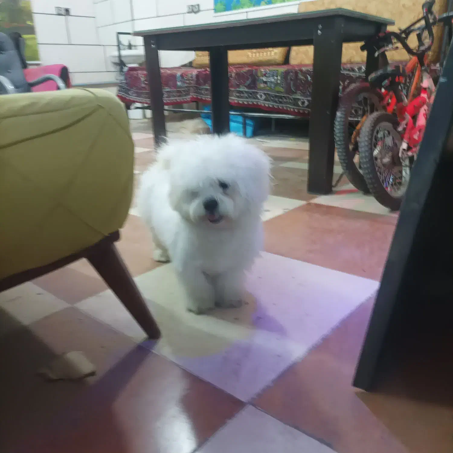 حیوان سگ|سگ|خرم‌آباد, |دیوار