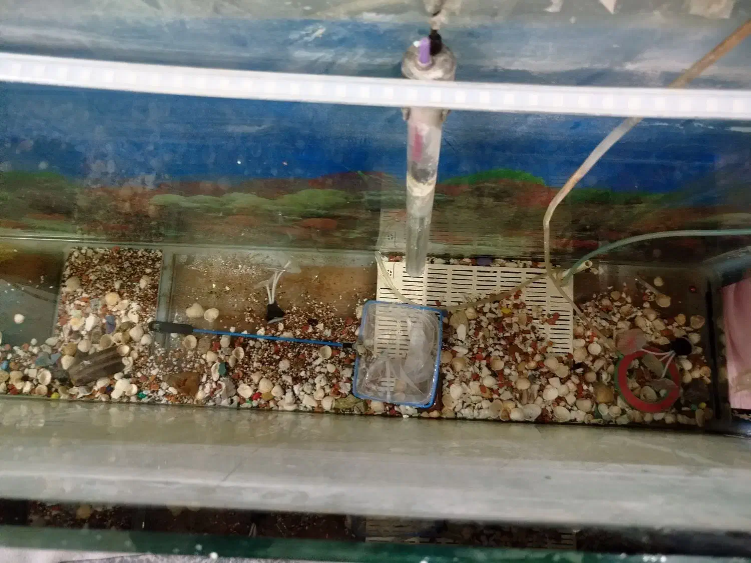 آکواریوم بزرگ|ماهی|بروجرد, |دیوار