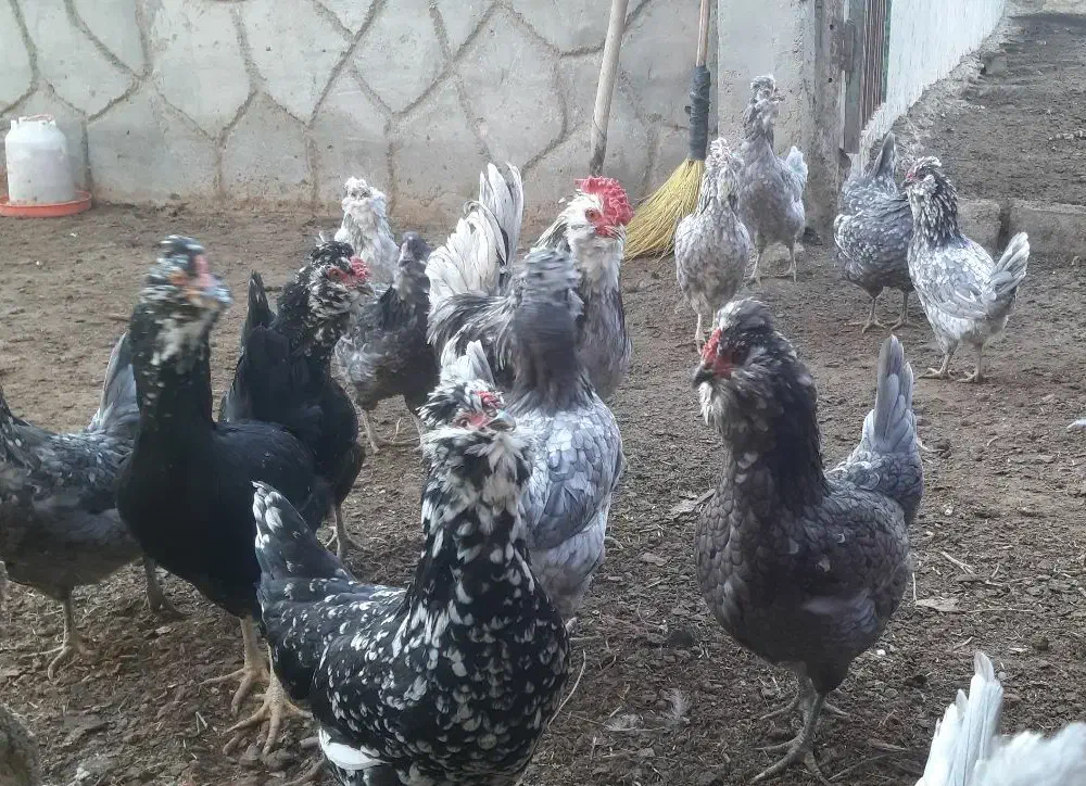 تخم نطفه دار مرغ و خروس گلین فول طوسی|حیوانات مزرعه|اصفهان, قائمیه|دیوار