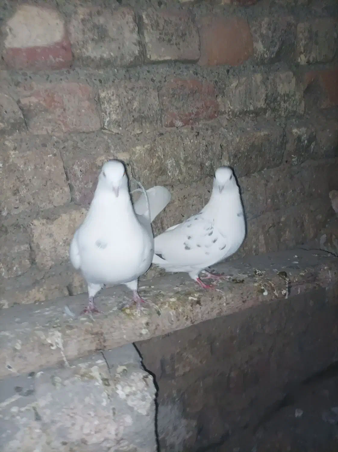 کبوتر خال سرور|پرنده|ساوه, |دیوار