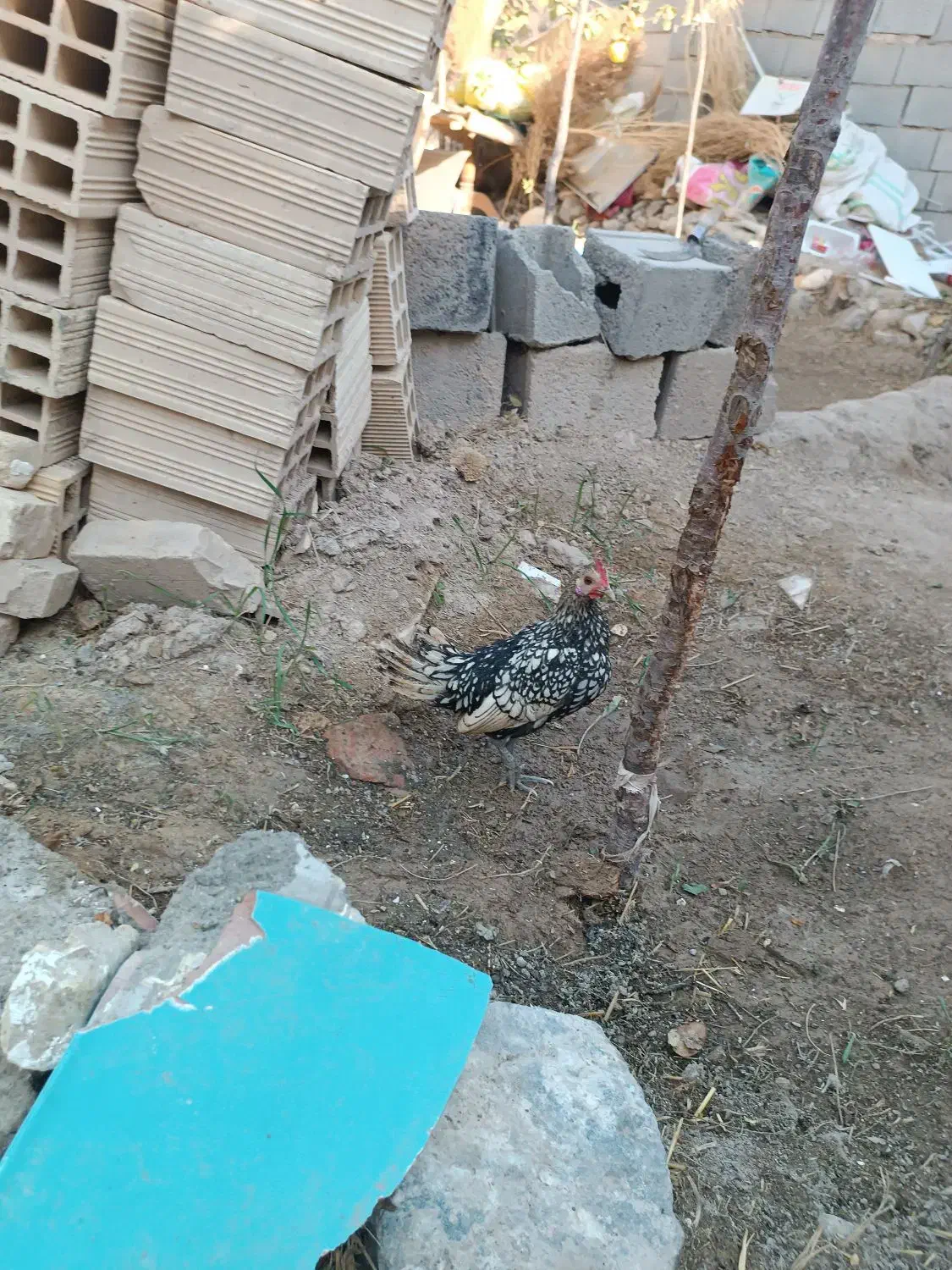 مرغ خروس مینیاتوری|حیوانات مزرعه|جغتای, |دیوار