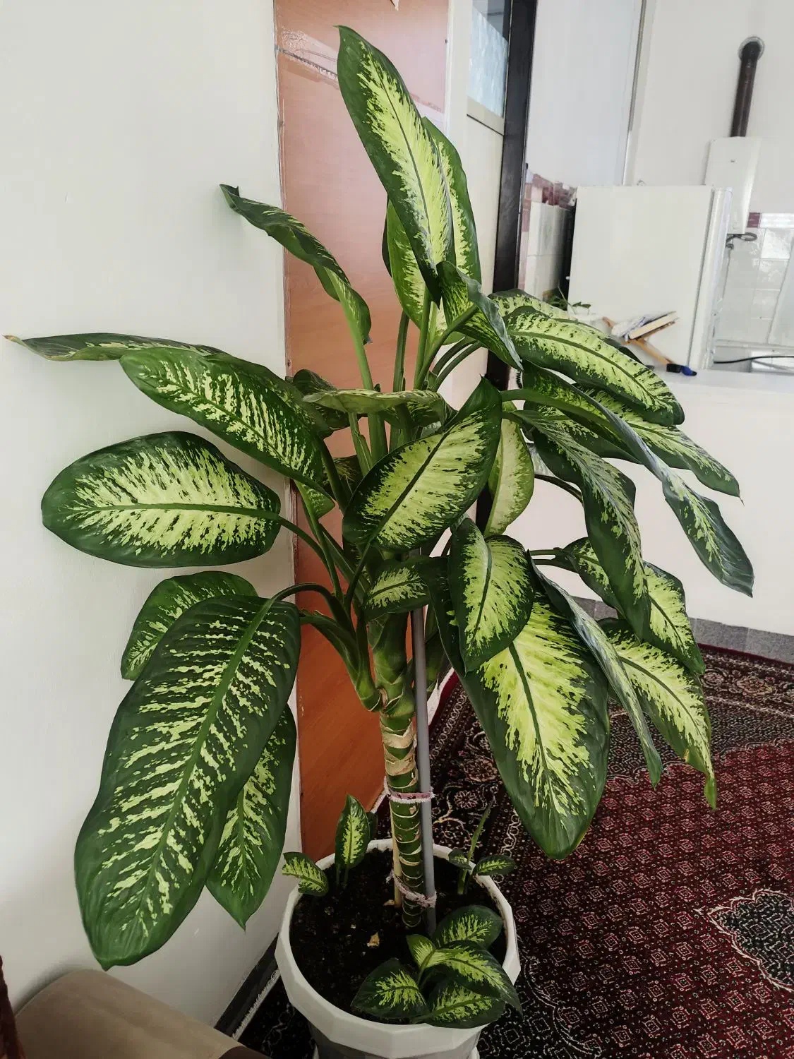 گل دیفن|گل و گیاه طبیعی|بانه, |دیوار