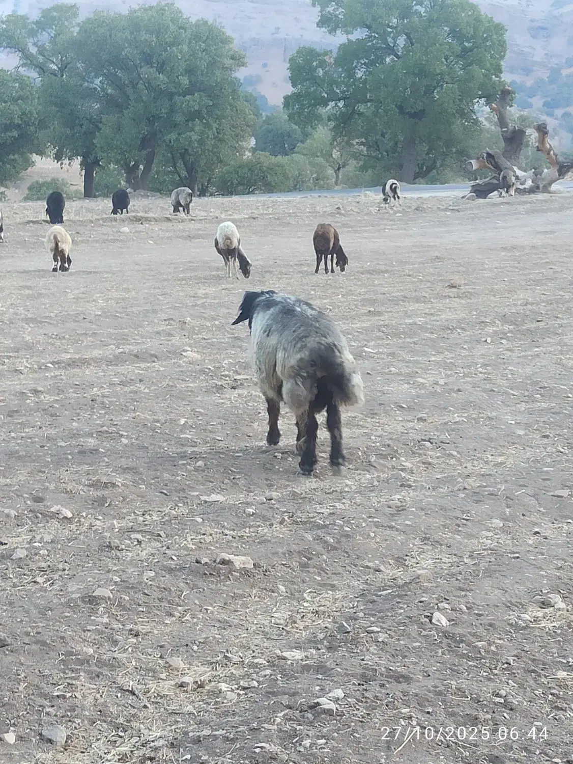 قوچ سه ساله ترکی و کاوه|حیوانات مزرعه|پاتاوه, |دیوار