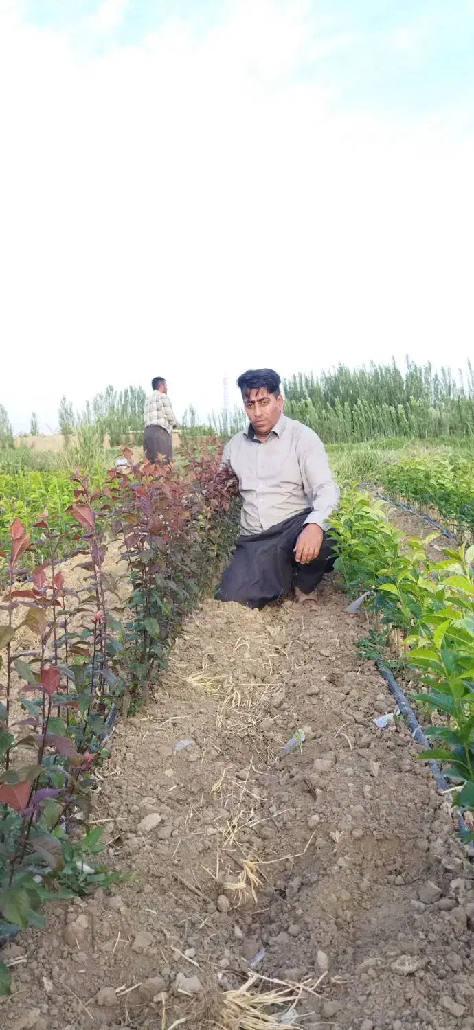 نهالستان چم در میاندوآب|خدمات باغبانی و درختکاری|تبریز, |دیوار