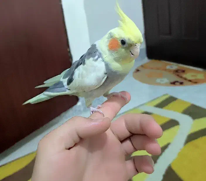 عروس هلندی دستی نر|پرنده|شیروان (خراسان), |دیوار