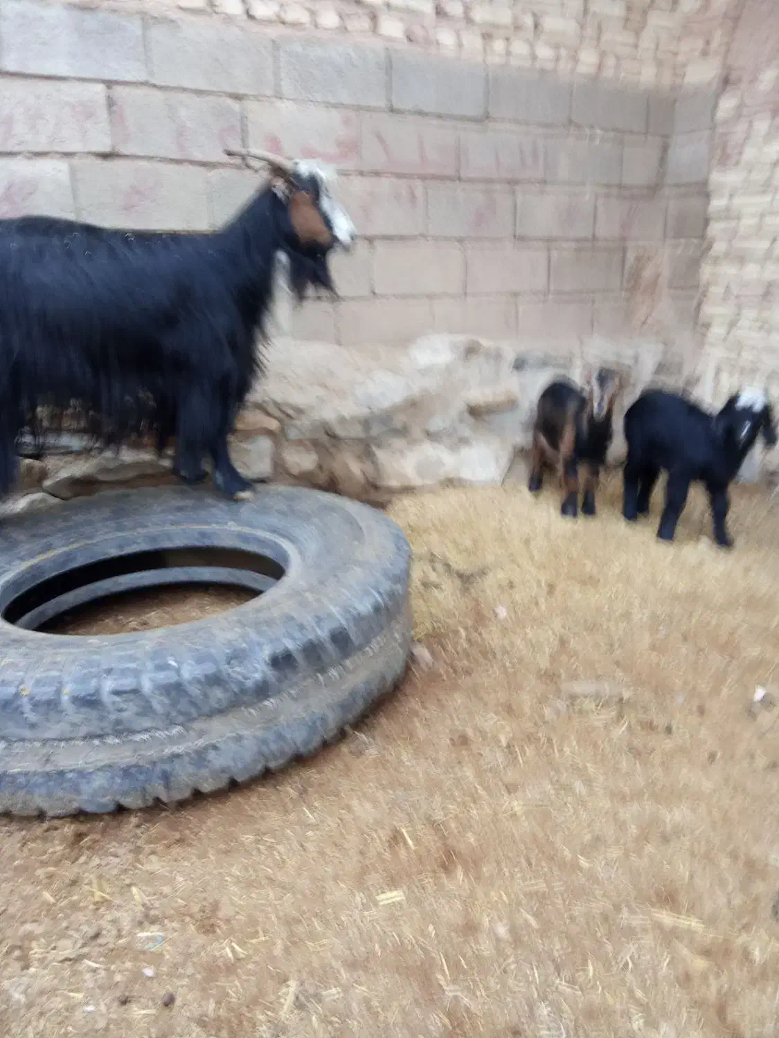 یک عدد بز دوقلو زا بادو کهره نر فروشی|حیوانات مزرعه|خرامه, |دیوار