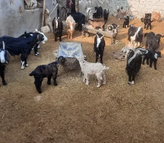 فروش بز و بی|حیوانات مزرعه|پلدختر, |دیوار