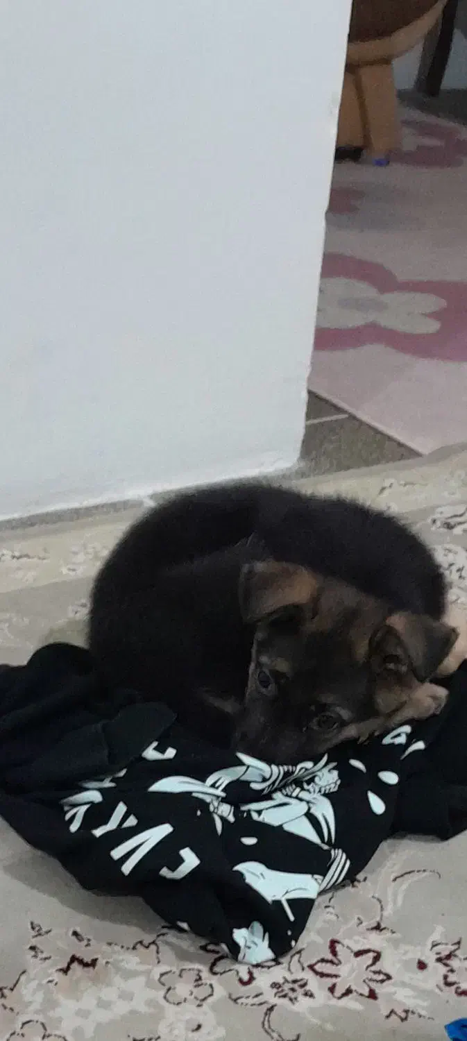 گمشده سگ|حیوانات|بروجرد, |دیوار