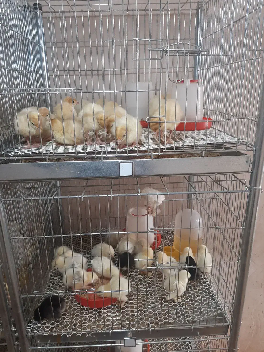 بوقلمون بیوتی 6|حیوانات مزرعه|نوشین شهر, |دیوار