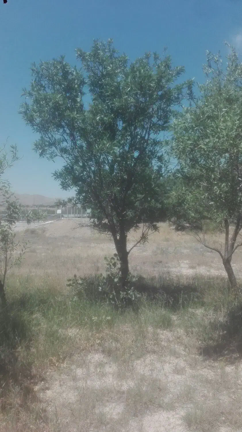 فروش باغ گردوو بادام حوالی غرق آباد|فروش دفتر صنعتی، کشاورزی، تجاری|نوبران, |دیوار