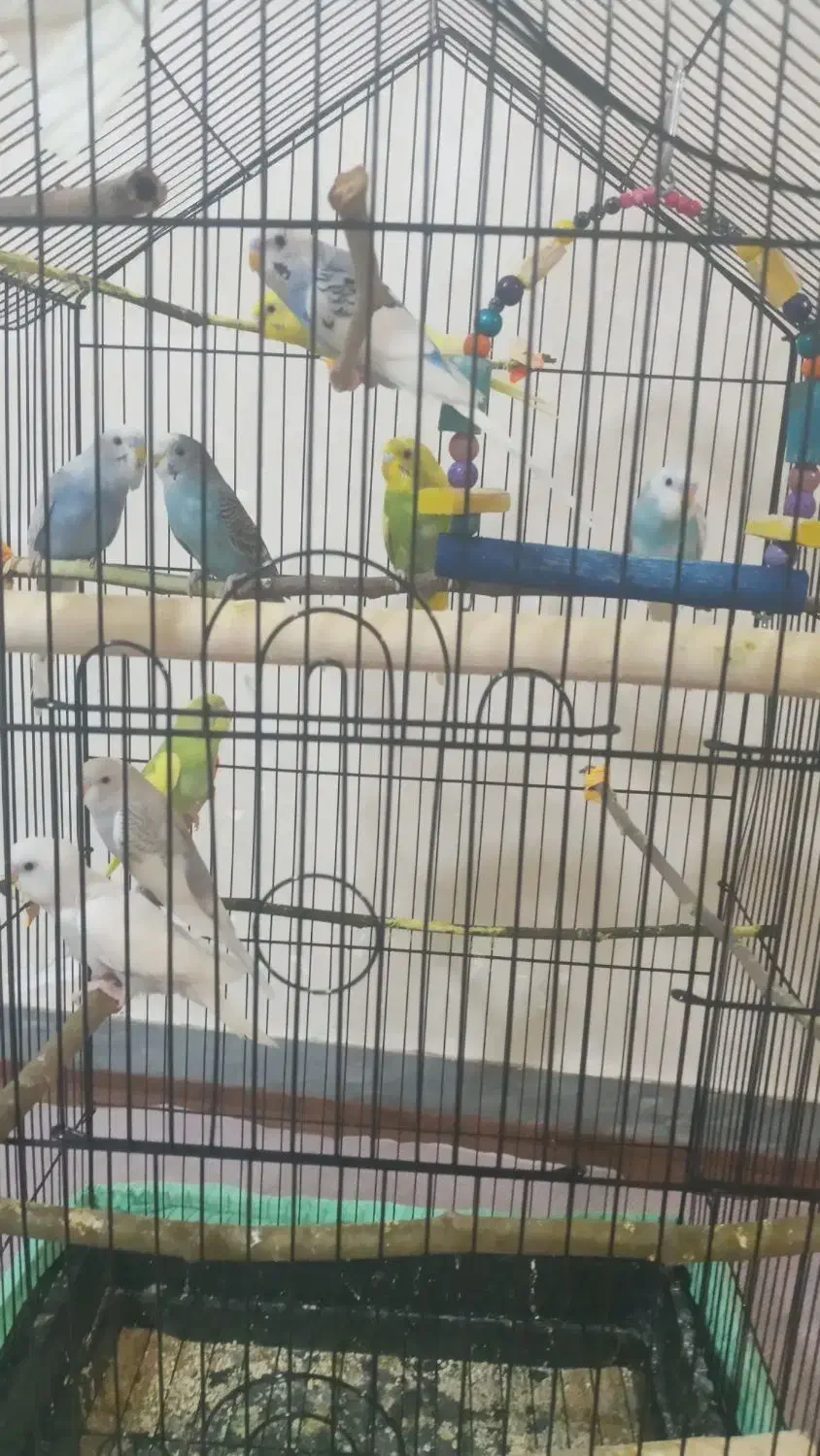 مرغ عشق|پرنده|کلاچای, |دیوار