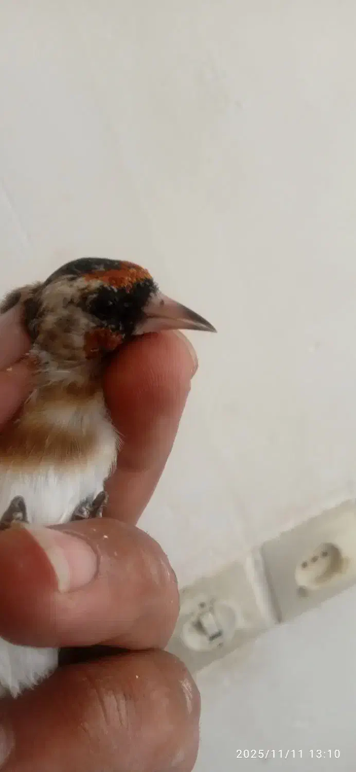 فروش 25عدد سره فروشی|پرنده|ملایر, |دیوار