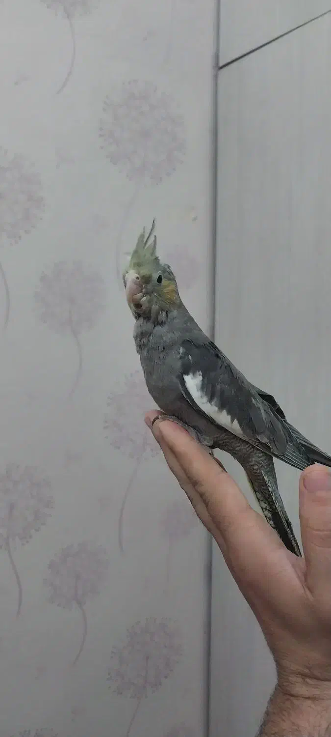 عروس هلندی|پرنده|پاکدشت, پاکدشت (مامازند)|دیوار