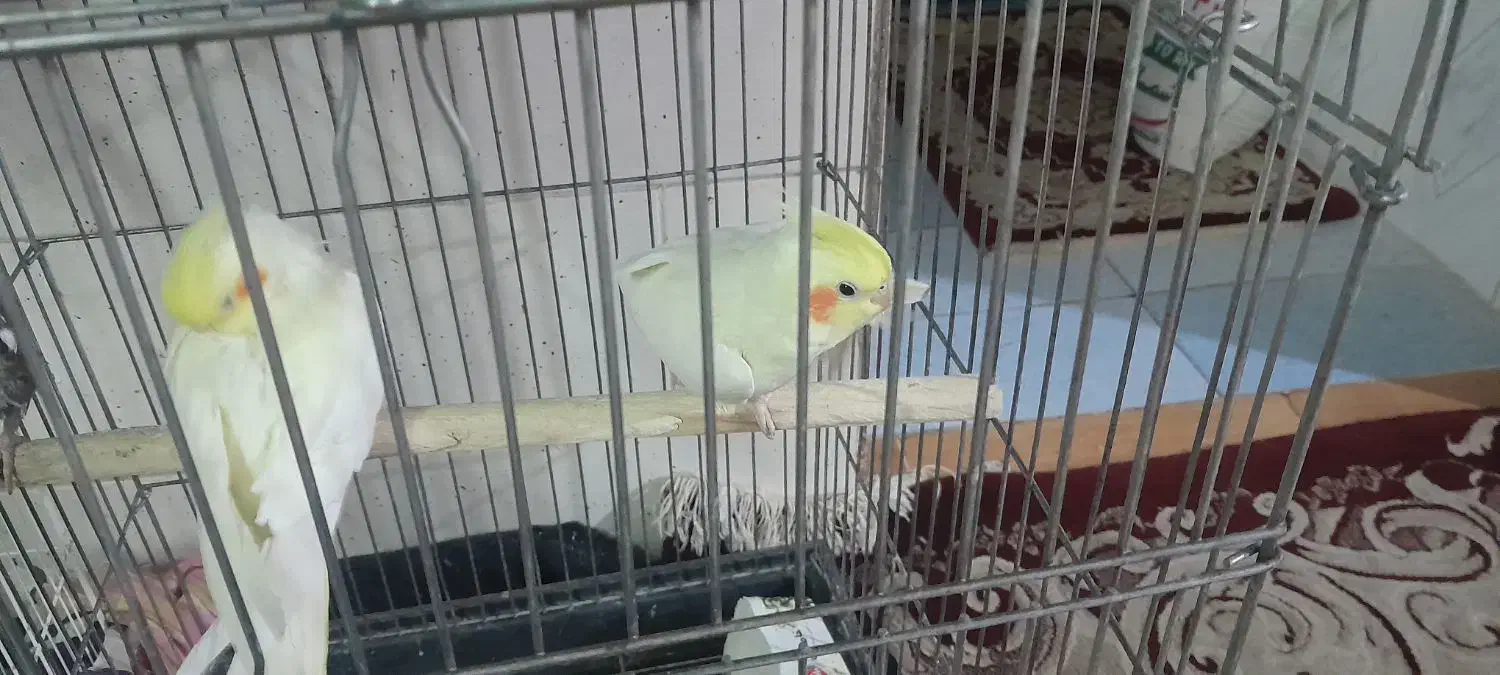 سلام فروشی|پرنده|حمیدیا, |دیوار