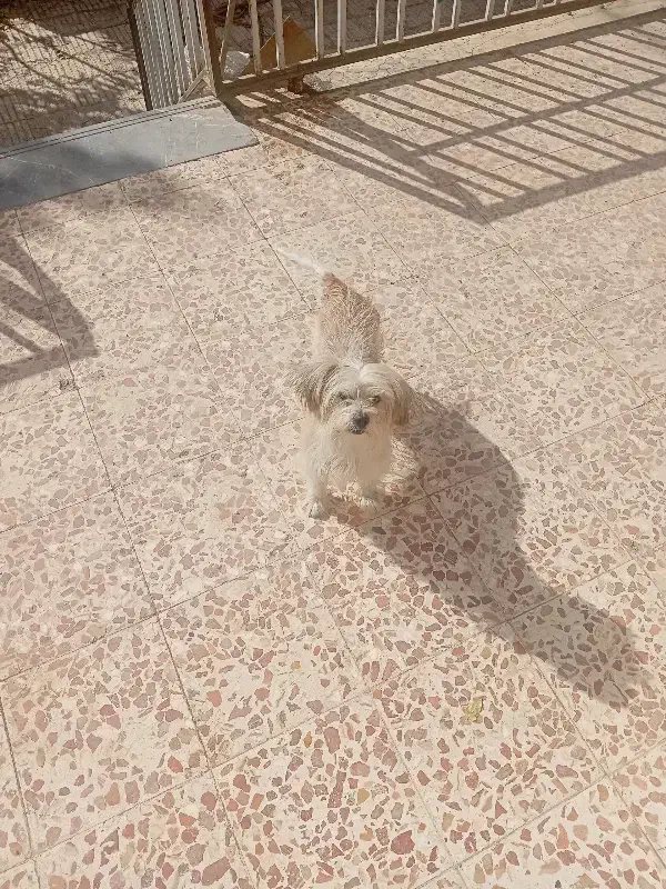 سگ پاکوتاه|سگ|سبزوار, امیر کبیر|دیوار