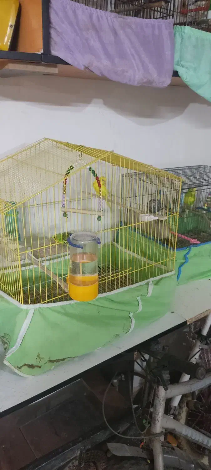 پرنده های مولد|پرنده|ری, ظهیرآباد|دیوار