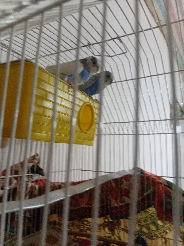 مرغ عشق|پرنده|بزینه رود, |دیوار