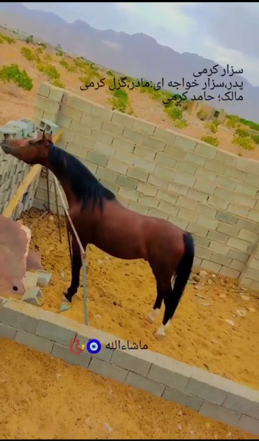 اسب نریان دره‌شوری|اسب و تجهیزات اسب‌سواری|شیراز, نصرآباد|دیوار