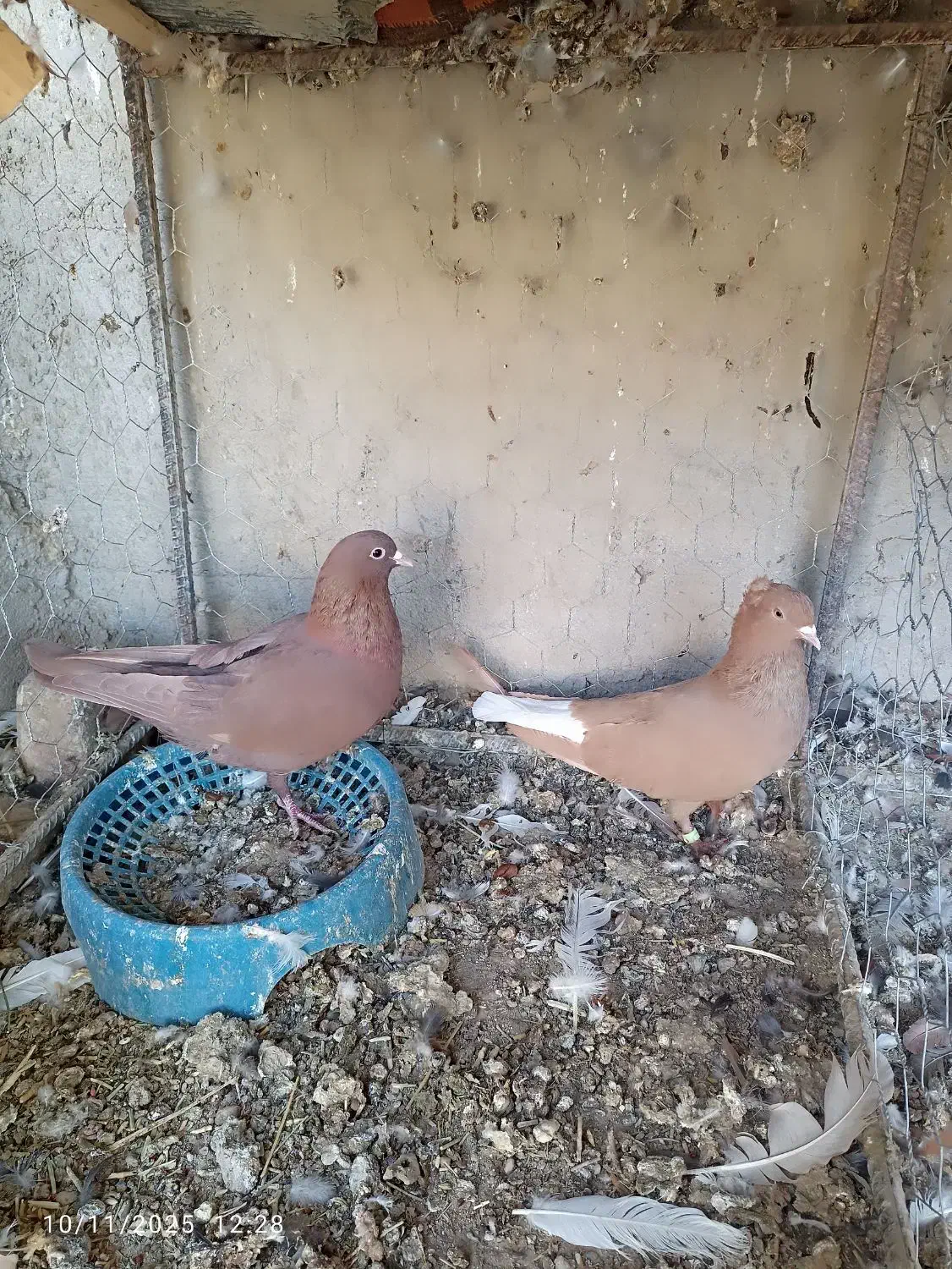 نرماده زرد وسرخ|پرنده|زابل, |دیوار