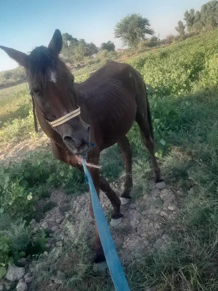 اسب|اسب و تجهیزات اسب‌سواری|شوش, |دیوار