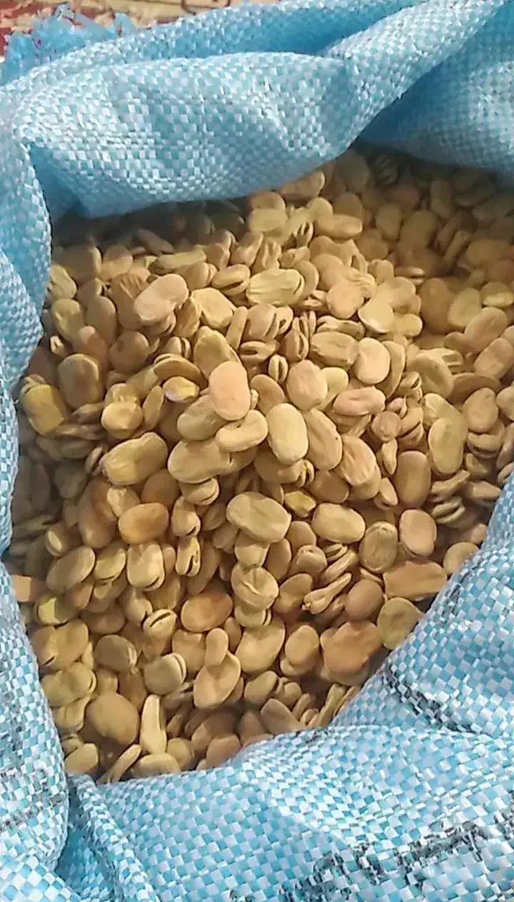 گندم وباقلا|لوازم جانبی حیوانات|سرپل ذهاب, |دیوار