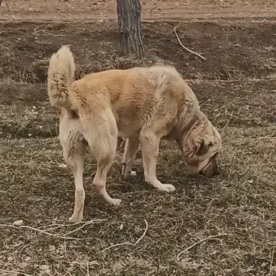 سگ ۲۰ماهه|سگ|سلطانیه, |دیوار