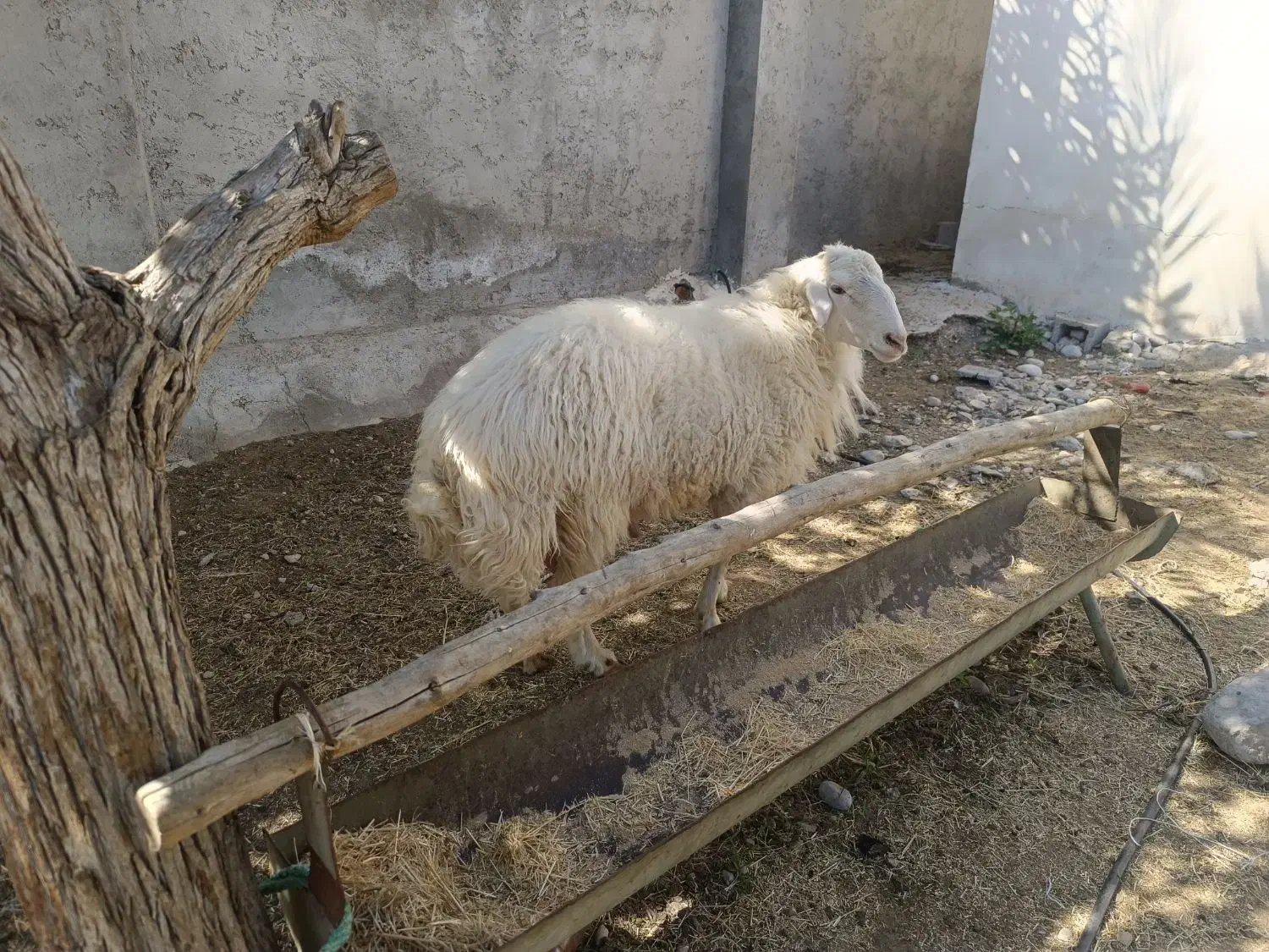 قوچ محلی|حیوانات مزرعه|قلعه قاضی, |دیوار