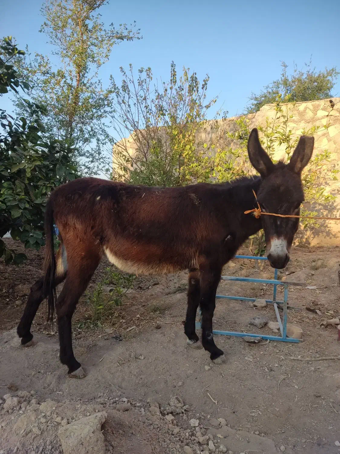 الاغ ماده جوان|حیوانات مزرعه|دهدشت, |دیوار