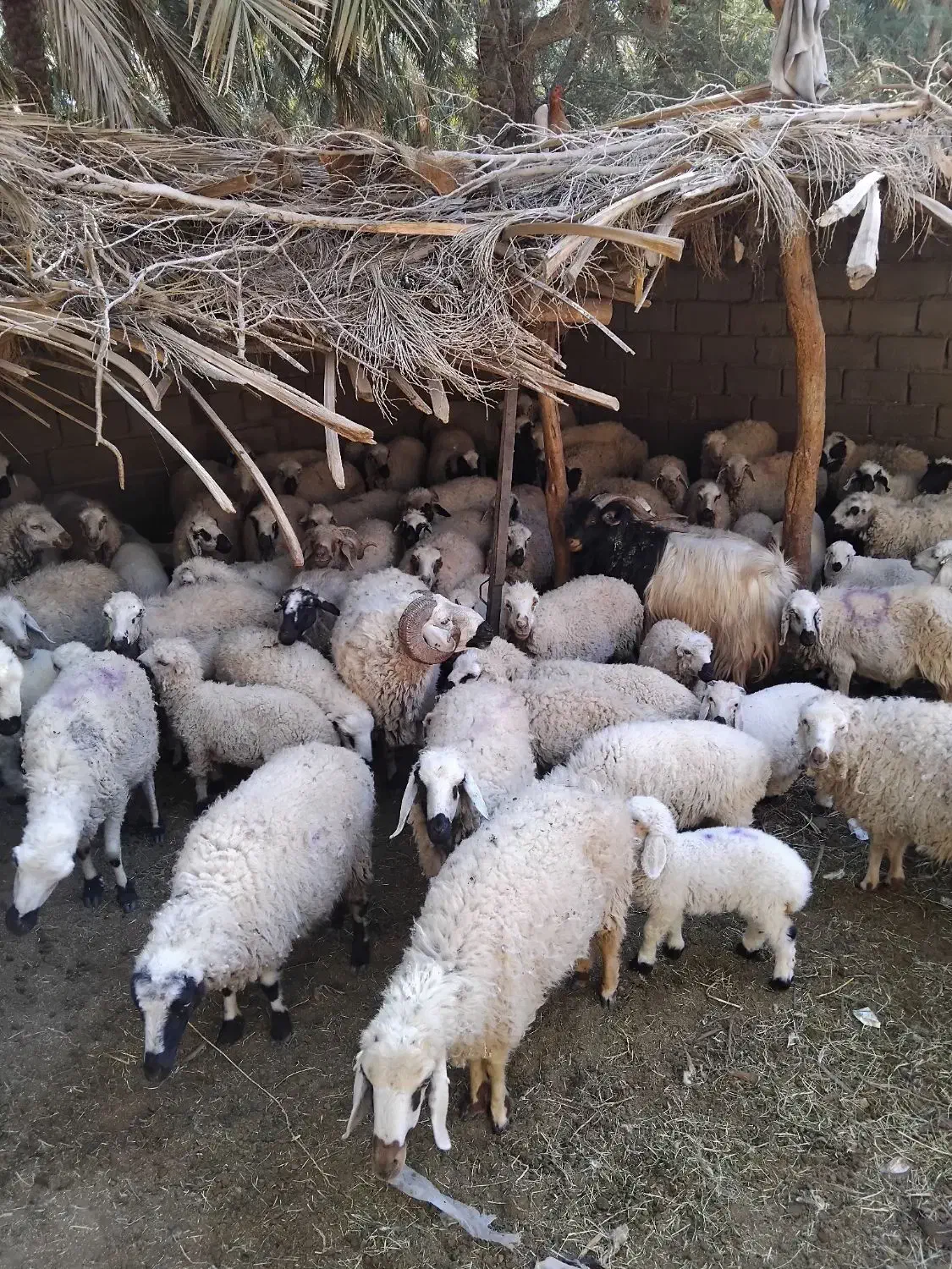 میش بره و میش آبستن|حیوانات مزرعه|نرماشیر, |دیوار