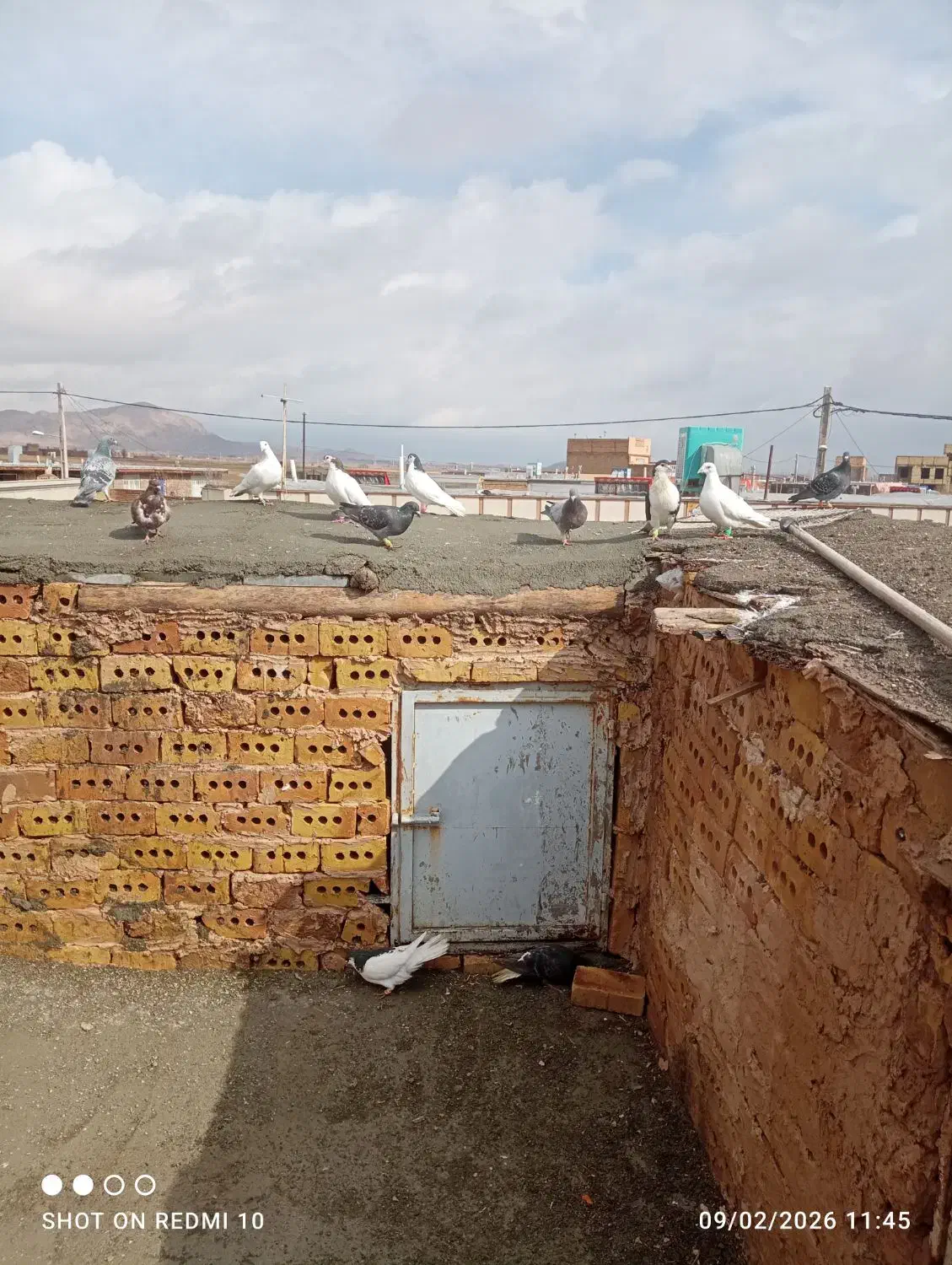 کفتر دورگ|پرنده|مشهد, مقدم|دیوار