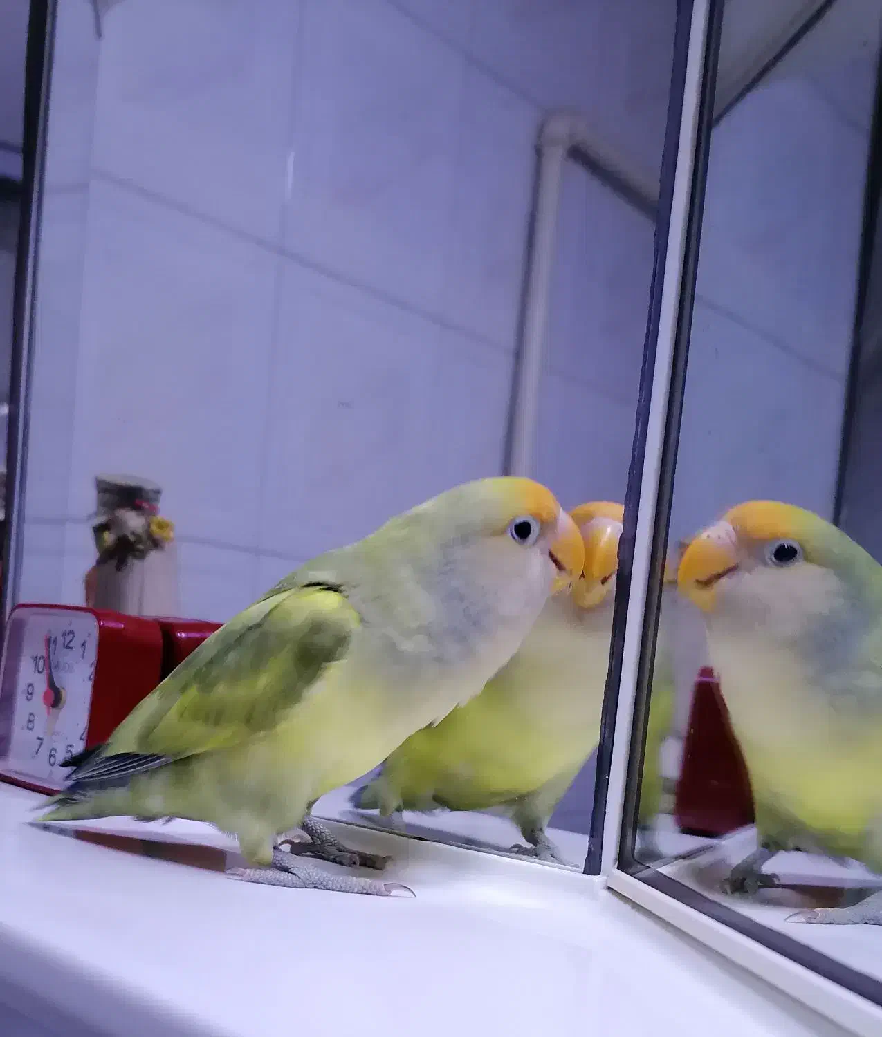 طوطی برزیلی هیبرید|پرنده|ساری, |دیوار