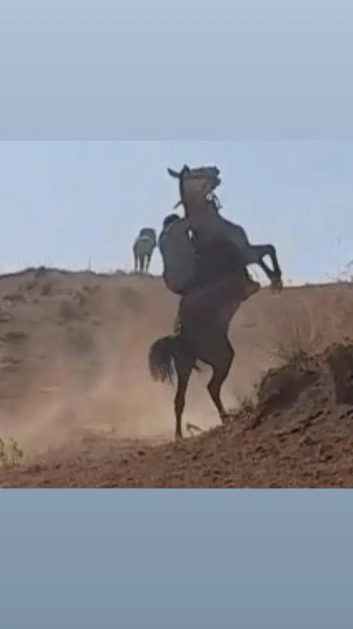 نریون چهار سال پرخون دمگیر|اسب و تجهیزات اسب‌سواری|خانمیرزا, |دیوار