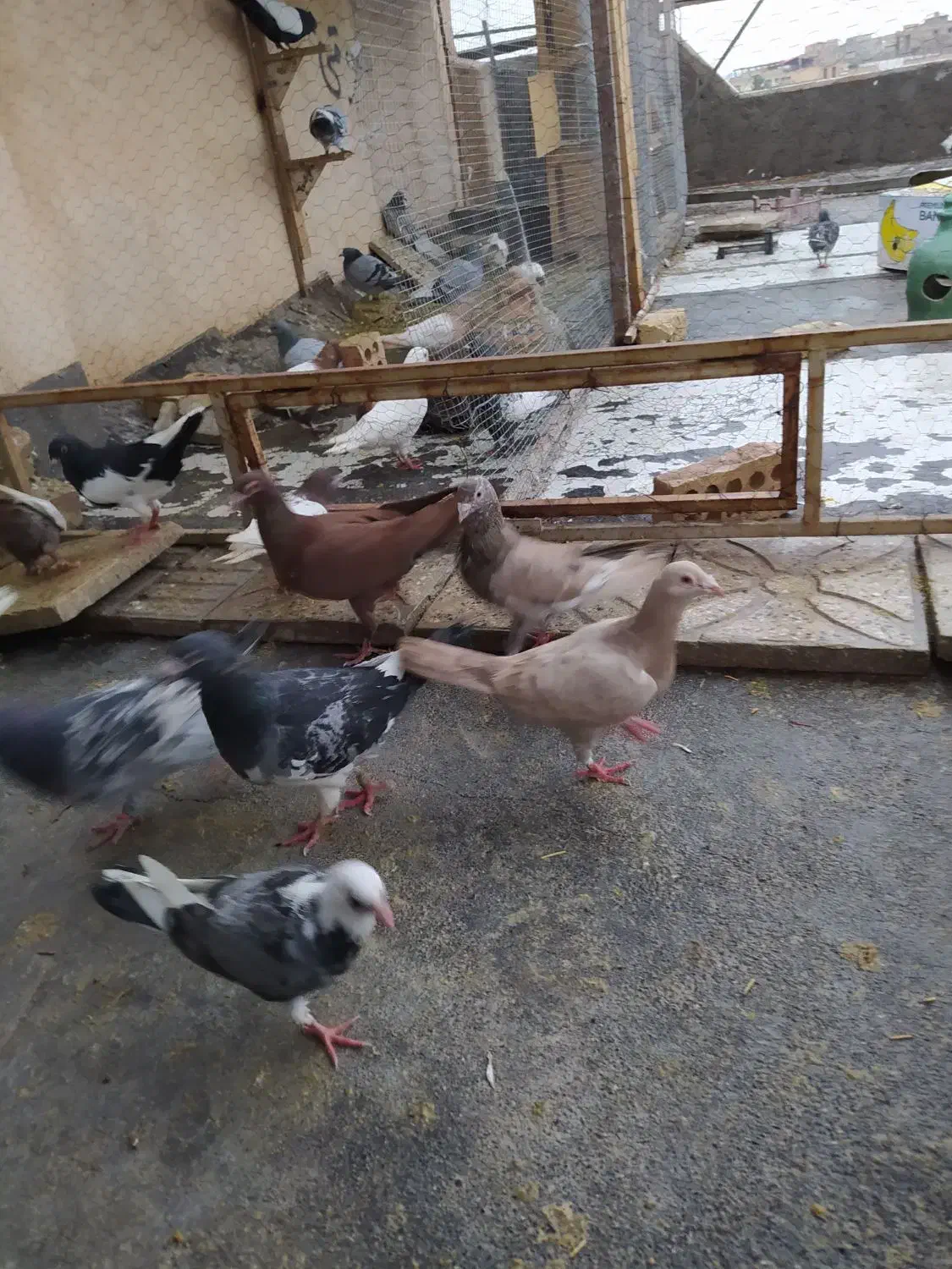 تعدادی کبوتر دورگ وپلاکی|پرنده|فولادشهر, زاینده رود|دیوار