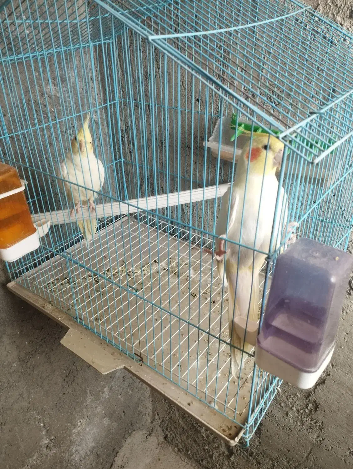 طوطی|پرنده|سرپل ذهاب, |دیوار