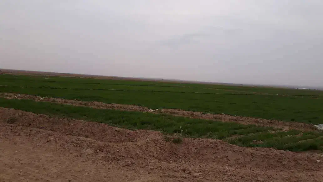 زمین کشاورزی،پنج هکتار،با سهمیه آب،معاوضه یا تهاتر|فروش دفتر صنعتی، کشاورزی، تجاری|آبیک, |دیوار