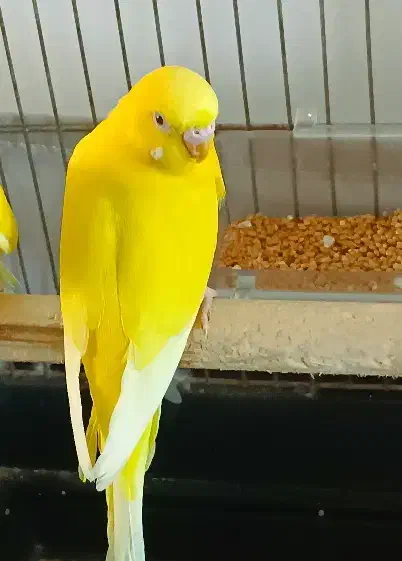 مرغ عشق تک رنگ|پرنده|قم, اسمعیل آباد|دیوار