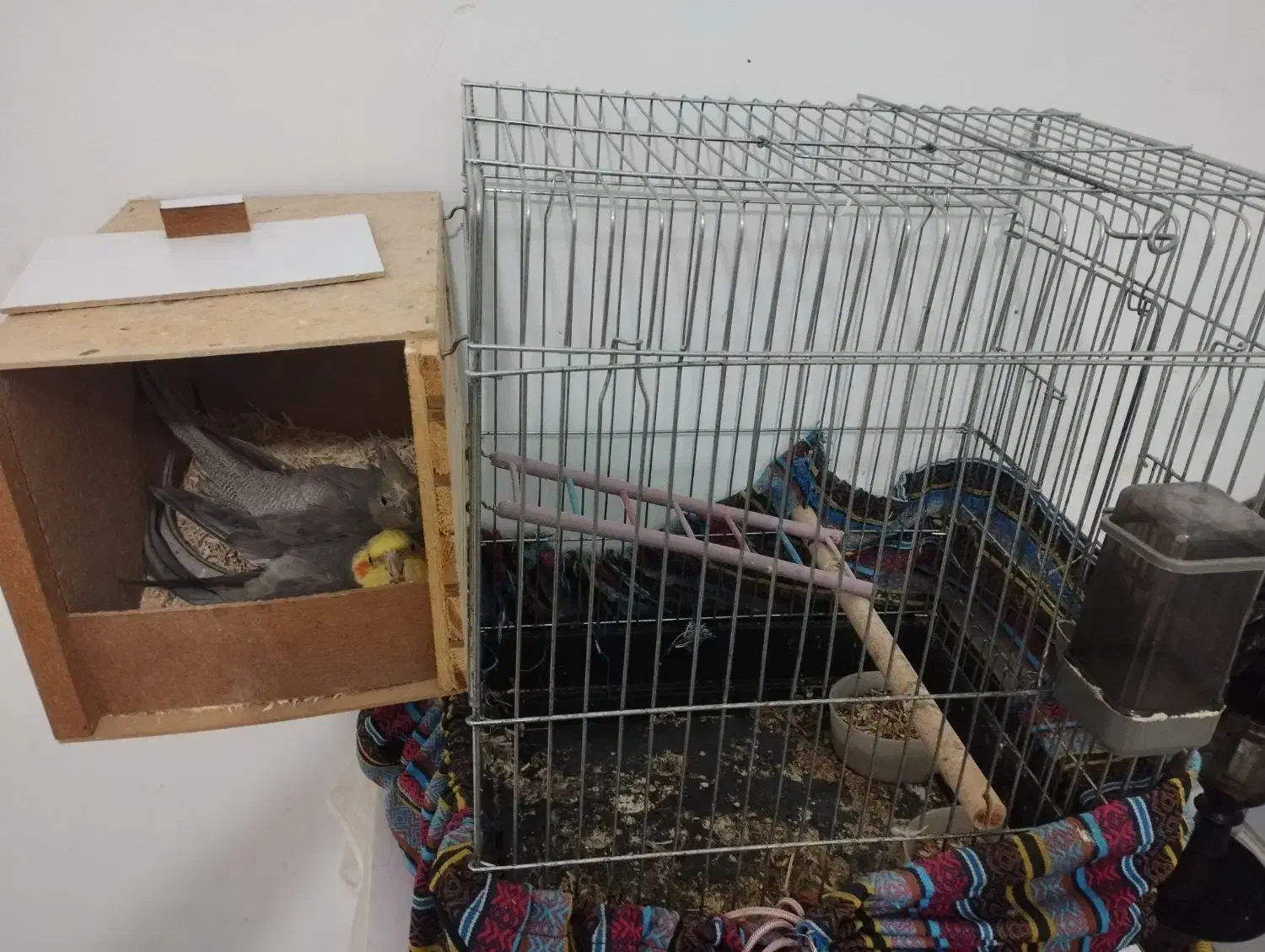 عروس هلندی|پرنده|رباط‌کریم, الارد|دیوار